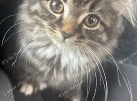 british shorthair x kittens