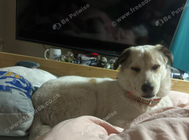 10 month old puppy looking for a new home.