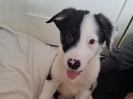Beautiful Border Collie boy