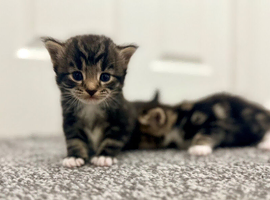 Exceptional Turkish Angora x Kittens in Belper