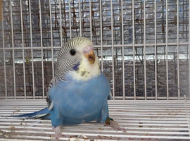 Baby boy split for blackwing