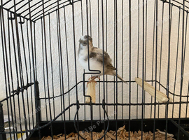 2026 varigated white fife canary hen