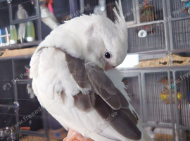 Hand reared silly tame DNA sexed baby cockatiels