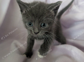 Pretty kittens > British Blue x Calico half Bengal from &pound;100