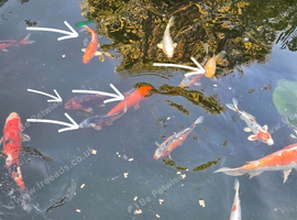 Koi fish for sale