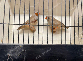 Loads of show birds and feeders