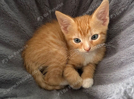 Kittens