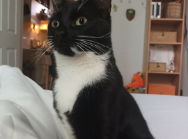 Lost cat