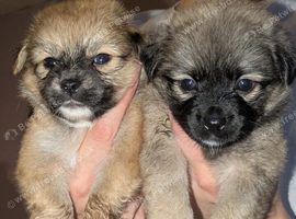 Jack Russell/Pomeranians