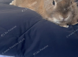 Lion head rabbit for rehoming