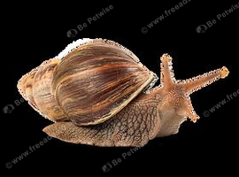 2 large snails FREE