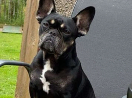 French bulldog puppies for sale
