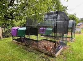 Chicken and hen boarding service