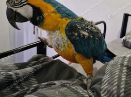 Blue&Gold Macaw Parrot