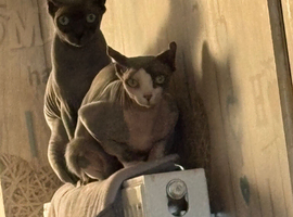Elf sphynx