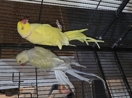 Ring neck pair