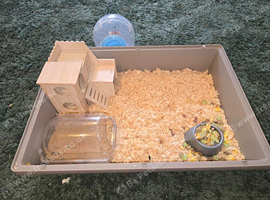 Little boy Syrian hamster and cage