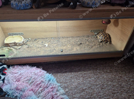 Mediterranean spyedthured tortoise