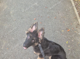 German shepherd puppy