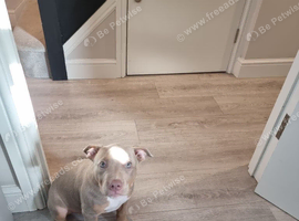 Female pocket bully 12 weeks