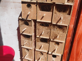 Finch nest box's and cages