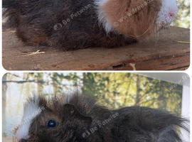 Baby girl guinea pigs