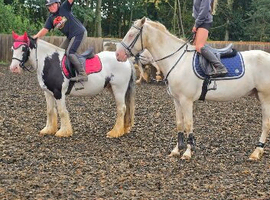 Cob gelding