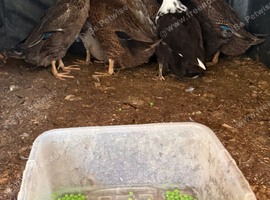Duck