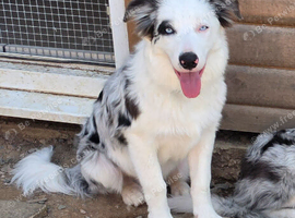 Border collie- Blue Merle