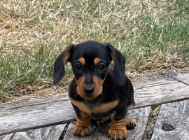 Miniature dachshund puppy