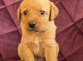 Kc registered Labrador puppy's
