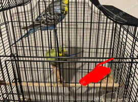 Budgies