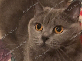 *** British Shorthair Kittens***
