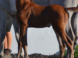 2026 Arabian colt