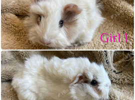 Boys and girls guineas  for sale