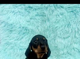 Dachshund puppy