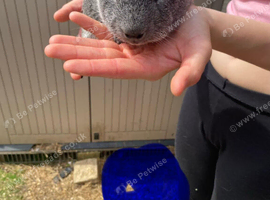 Baby Guinea pigs for sale
