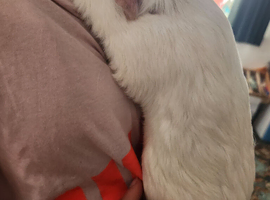 Very friendly guinea pig