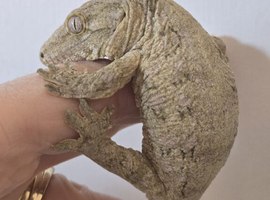 Leachianus Gecko F2 Tremper line Bayonnaise x Moro CB 25