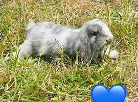 1 pure mini lop left ready now
