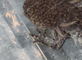 Hypo axolotl amazing blood line