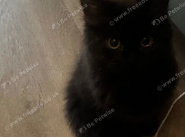 3 beautiful Himalayan Persian kittens