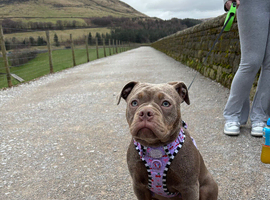 Olde thyme English bulldog