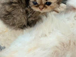Stunning pure bred Persian kittens