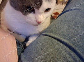 Female beautiful neautred cat