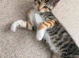 9 weeks old