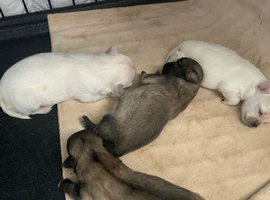 Apple head chihuahuas