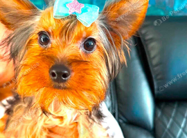 Beautiful Purebred mini Yorkshire Terriers