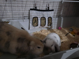 2 beautiful rabbits looking for their forever home
