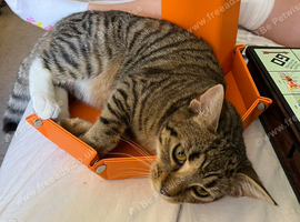 young Cat looking for home
